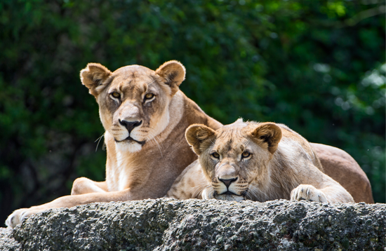 Lion Safari at ZERO AMER